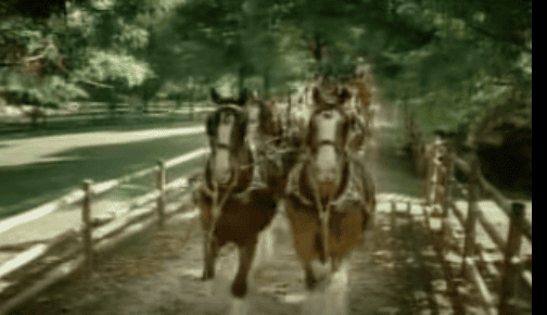 Donkey Stands In Front Of Five Majestic Clydesdales, His Next Move Will Leave You In Stiches