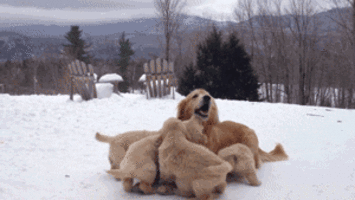 Dude Invents Doggy Leotards To Deal With Canine Hair-Fall And People Can't Help But Laugh!