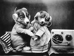 Imagine! Puppy Enjoying To The Beats Of His Favorite Song