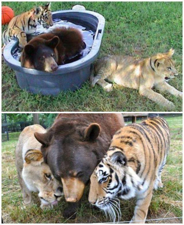 17 Entertaining Pictures That Will Make Your Day.