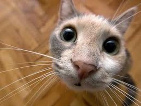 These Reactions Of Cats To Scary Situations will make you crazy.