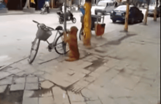 This Dog Stands In Attention While Guarding The Bike - Now See What Happens When The Owner Comes Back