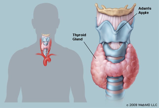Here's All The Information About Hypothyroidism and Hyperthyroidism That You Should Know