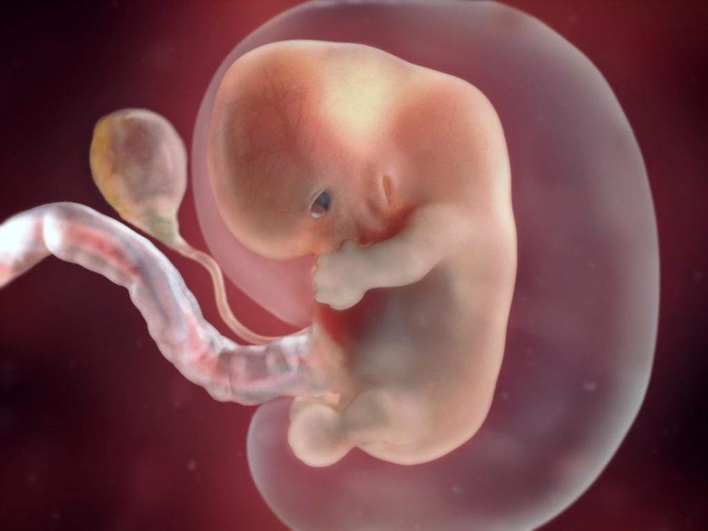 Life In The Womb (9 Months in 4 Minutes)