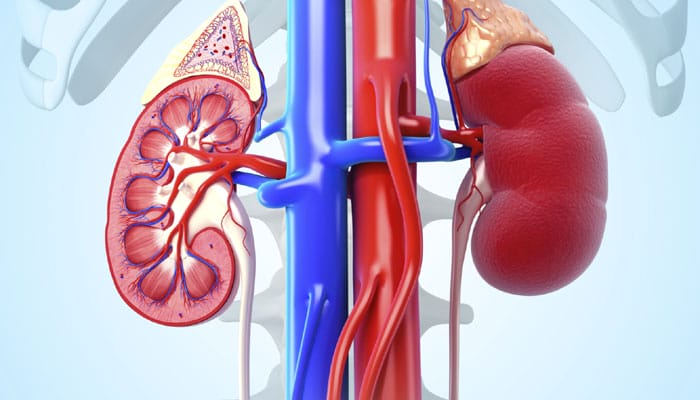 This Artificial Kidney Eliminates The Need For Kidney Dialysis
