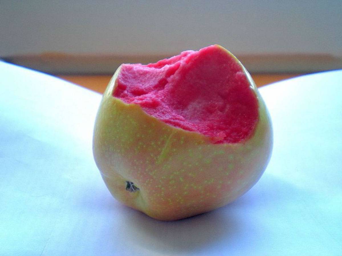 This Is A Miracle Fruit That Will Leave You Speechless As You Savor it!