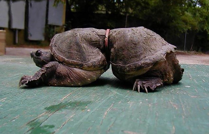 20 Disappointing Pictures Will Make You Think More About Recycling Everything!