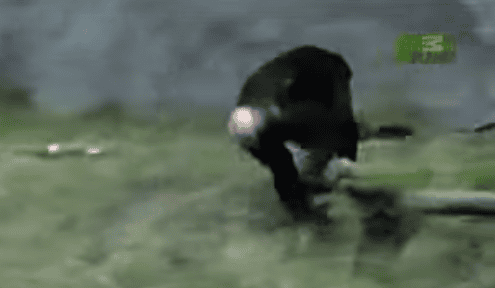 Man Dives Into Zoo Enclosure When Staff Refused To Save A Helplessly Drowning Ape