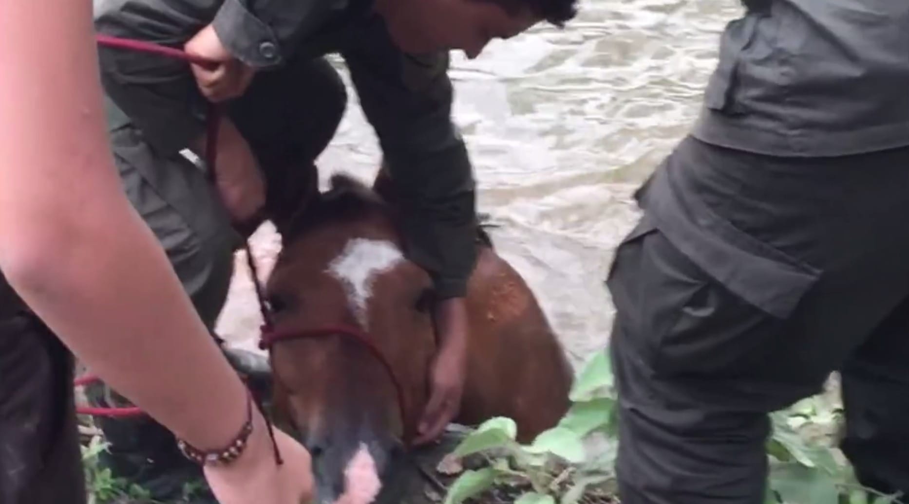Rescuers Were Trying To Save This Horse.. But Watch Who Comes Up From Behind Her!
