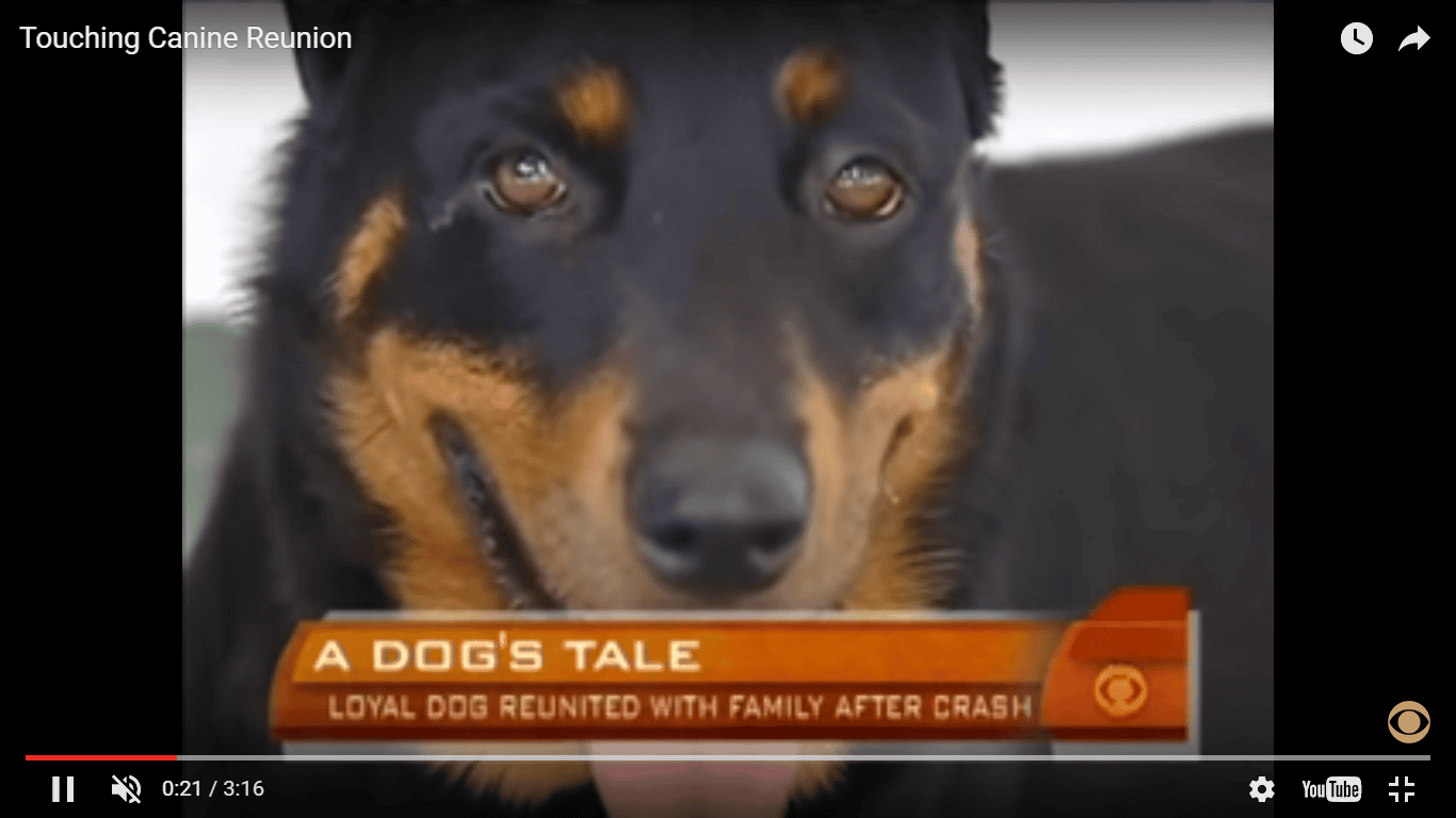 Lady Saves A Stray Dog Who Was A victim Of A Car Wreck But Later Found Something Heart-Warming News!