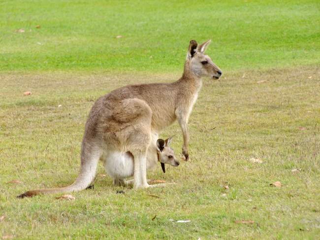 13 Photos Showing That Australia Is Not Just Another Country, It’s A Different World