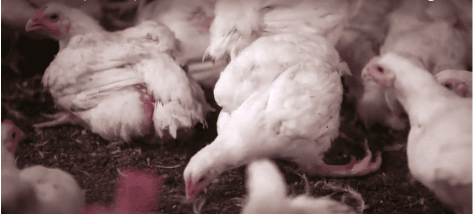 Why You Should Stop Eating Chicken Breasts With White Stripes