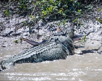17 Pictures That Showcase The Horrifying Side Of Nature.