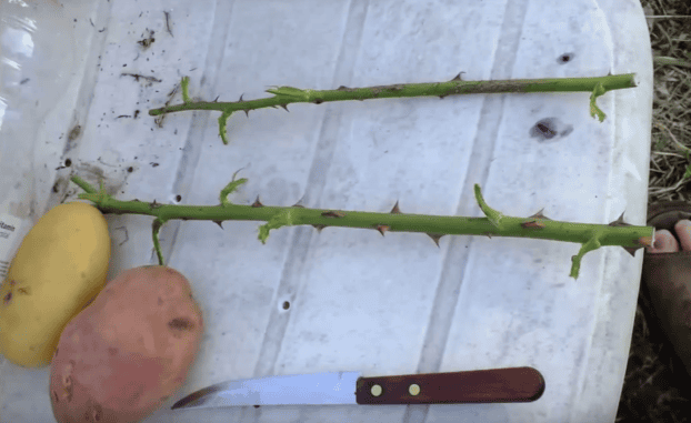He Put A Rose Into A Potato And Planted It That Way. 7 Days Later He Didn’t Believe What He Saw!