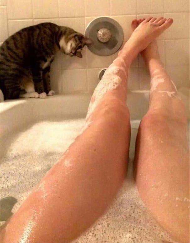 15 Cats Who Will Not Let You Have Your Personal Space