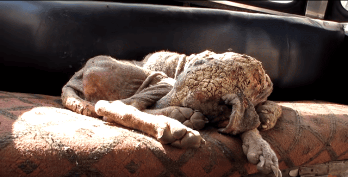 A Woman Desperately Pulls The Skin Off This Dog. 6 Weeks Later You Won't Believe Your Eyes.