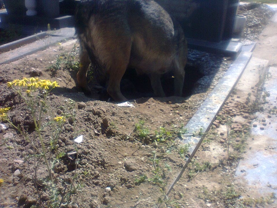Everyone Thought This Dog Was Grieving For Her Owner Until They Noticed What's Underneath