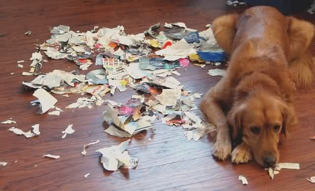 Feeling Guilty Leaving Her Dog Home Alone, Her 'Solution' Has Astonished Everyone.