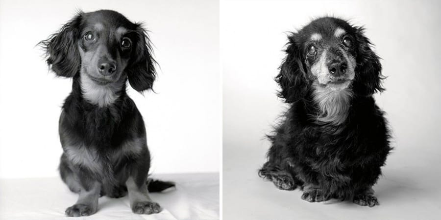 How Dogs Get Older - A Fascinating And Deeply Touching Photography Project