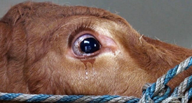 THIS Cow Was So Terrified She Started Crying, Until She Realized Where She Was Headed.