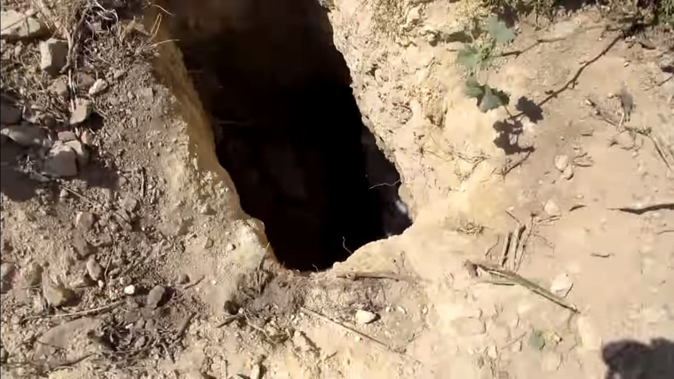 WATCH: This Dog's Face Was Eaten By Maggots, See The Transformation Now