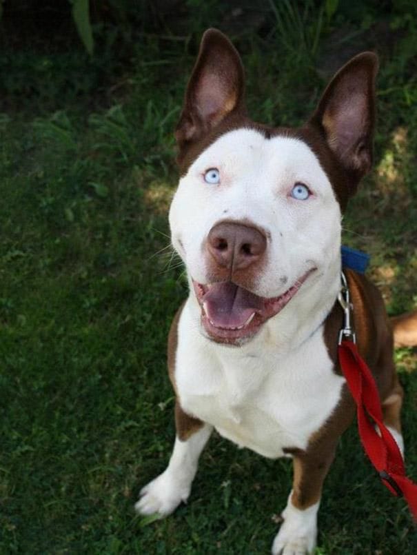 18 Unique Dog Cross Breeds Youve Never Heard Of Before 5