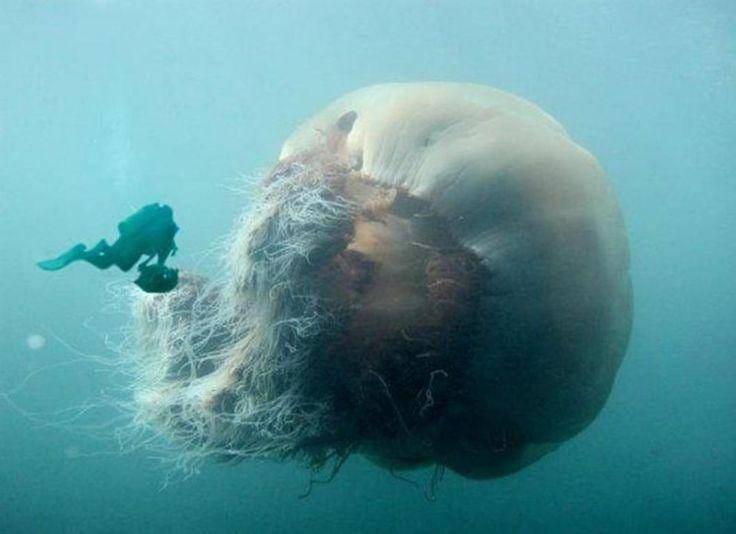 21  Images That Will Trigger Your Thalassophobia (Whether You're Afraid Of Water Or Not)