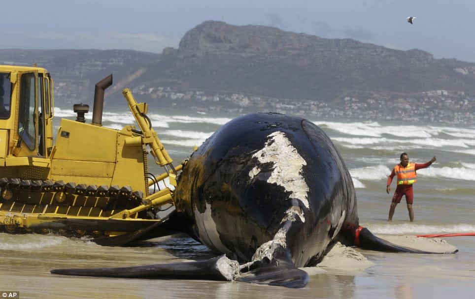 A Dead Whale Just Washed Ashore. GUESS What They Found In Its Belly?