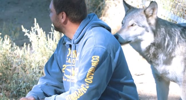 A Wolf Walks Up To A Veteran. Now Watch What Happens When He Turns Around. WOW!