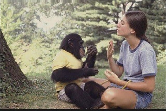 Chimp Learns About This Woman?s Miscarriage. Her Response Is UTTERLY INCREDIBLE!