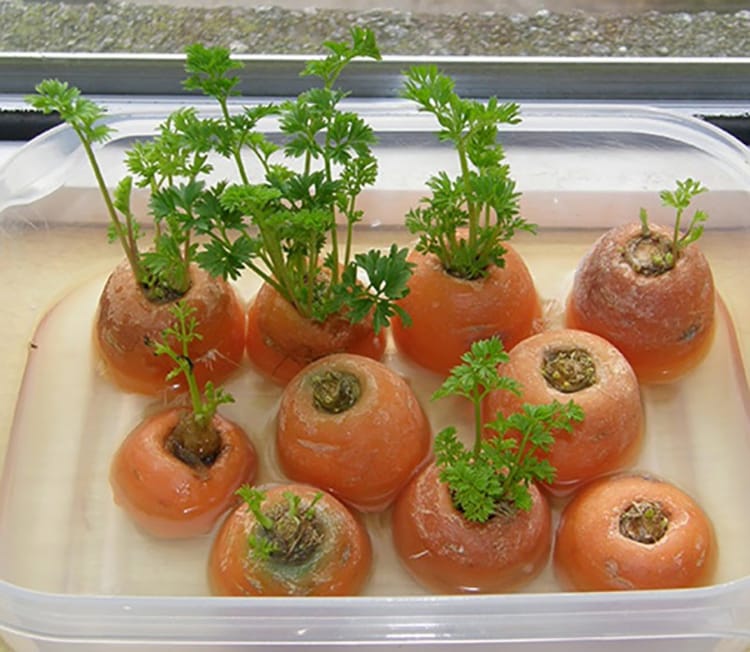 Eight Vegetables You Can Buy Once And Then Grow Forever