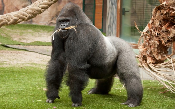 Gorilla Gets Shot Dead For Protecting 4 Year Old Boy