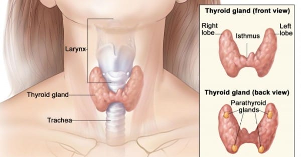 How To Notice A Thyroid Gland Problems And Solve It Before It Is Too Late