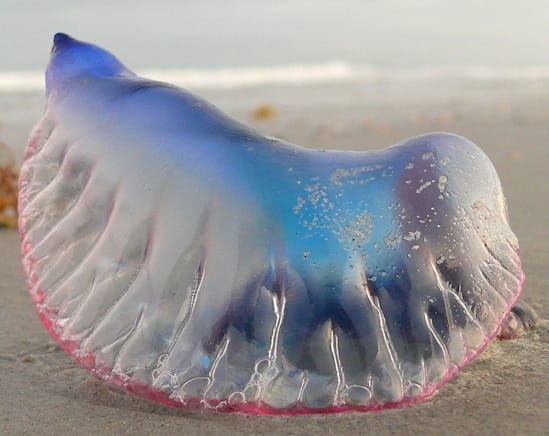 If You See THIS On The Beach, Run Far Away
