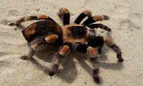 It Looks Like A Harmless Little Spider. But When This Guy Creeps Up On Him? OMG.
