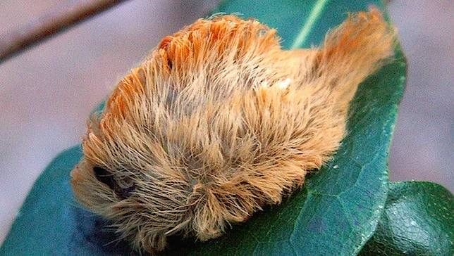 Mom Spies A Furry Creature Near Her Kids - Then Discovers The Danger It Can Do...