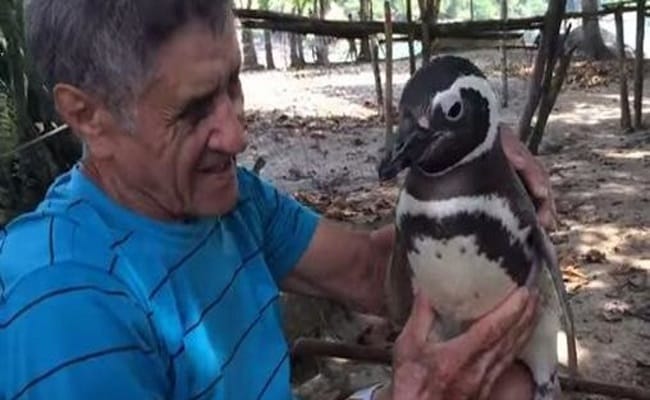 Old Man Returns A Penguin Back To The Wild, But Seconds Later? I'm SPEECHLESS!
