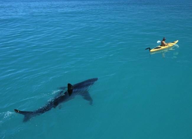 See These 15  Dangerous Pictures Before Going For Swimming