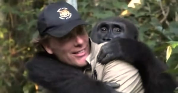 She Grows Up With Gorillas...But 12 Years Later When They're Reunited? I'm Speechless!