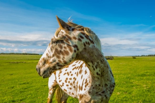 These 13 Horse Breeds Look Fake, But They're 100% Real - And Beautiful!