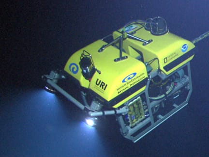 They Were Doing Underwater Research When Suddenly Something Massive Came To Say Hello [VIDEO]