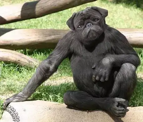 This Bull Has Been Bred For Its Enormous Muscles. But Watch When He Turns To Walk!