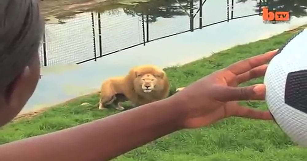 They Throw A Soccer Ball Into Lions Enclosure! What Lion Does Will Win Your Heart