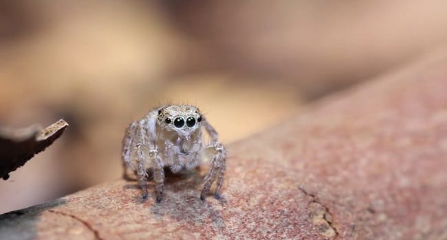 This Spider Looks Totally Normal, But When It Started Moving I Couldn't Stop Watching!