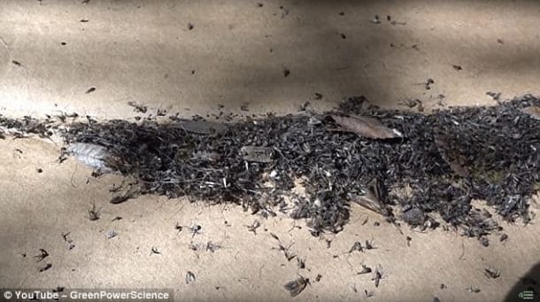 Man Kills Thousands Of Mosquitoes Every Night Using This Genius Mechanism