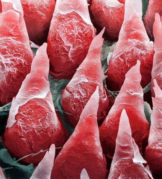 View Of Our Organs Look Like Under A Microscope