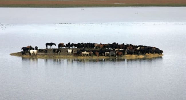 100 Horses Are Trapped On An Island, Then 7 Women Do The Unthinkable