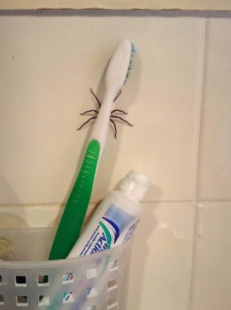 14 Pictures That Prove Living In Australia Is A Perfect Test Of Bravery