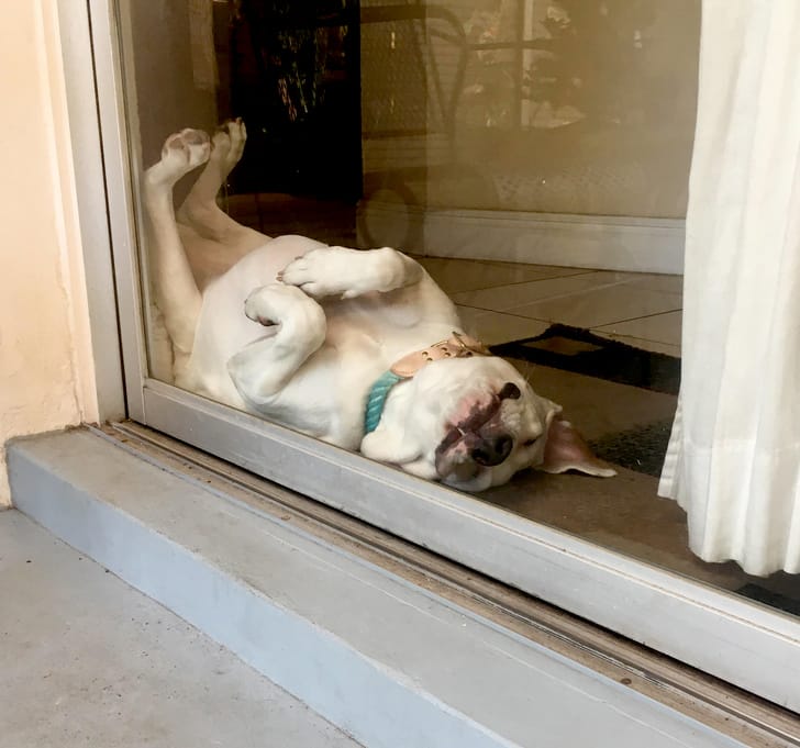 15 Dogs Who Were Caught At The Weirdest Moment