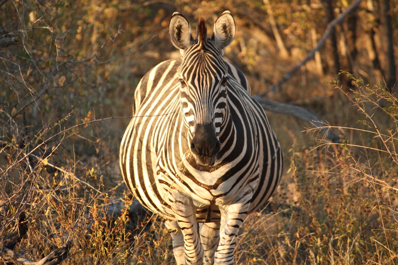 17 Seriously Pregnant Animals Who Just Want Their Babies Out Of Them Already!
